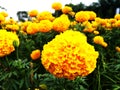 Marigolds viz. Tagetes and Celandula. Royalty Free Stock Photo