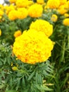 Marigolds viz. Tagetes and Celandula. Royalty Free Stock Photo