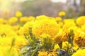 Marigolds (Tagetes erecta, Mexican marigold