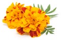 Marigolds