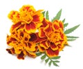 Marigolds