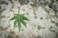 Marihuana leaf on a rock