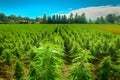 Marijuana bloom Plants nature of farm field with green. Neural network AI generated Royalty Free Stock Photo