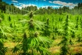 Marijuana bloom Plants nature of farm field with green. Neural network AI generated Royalty Free Stock Photo