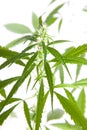 Marijuana Bud On White Background