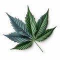 Marijuana cannabis leaf isolated on a plain white background