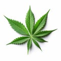Marijuana cannabis leaf isolated on a plain white background