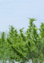 Marijuana or hemp tree seedlings on an outdoor agricultural farm, Herbs for alternative treatment