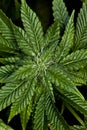 Marijuana Plant Fresh Grown Up Close Royalty Free Stock Photo