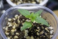 Marijuana plant leaves close up Royalty Free Stock Photo