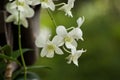 Mariko Saum Orchid Royalty Free Stock Photo