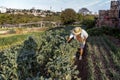 Farmer works harvest in a broccoli garden of a small family farm in the city of Marilia Royalty Free Stock Photo