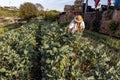 Farmer works harvest in a broccoli garden of a small family farm in the city of Marilia