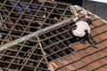 Top view of a worker removing tiles from a house to renovate the roof