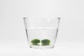 Marimo moss ball Royalty Free Stock Photo