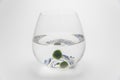 Marimo moss ball Royalty Free Stock Photo