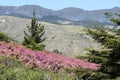Marin County landscape Royalty Free Stock Photo