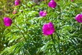 Marin root or peony (lat. Paeonia anomala ) Royalty Free Stock Photo