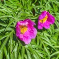 Marin root or peony (lat. Paeonia anomala ) Royalty Free Stock Photo