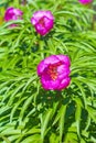 Marin root or peony lat. Paeonia anomala Royalty Free Stock Photo