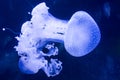 Marina Aqua Natural Park Jellyfish Blue Water Royalty Free Stock Photo