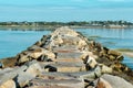 Marina breakwater birds in Provincetown, USA. Royalty Free Stock Photo