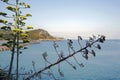 Inlet and harbor with many Agave plants in bloom on the rock along the coast.