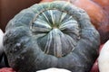 Marina Di Chioggia Squash, Cucurbita maxima