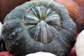 Marina Di Chioggia Squash, Cucurbita maxima