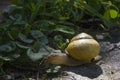 Small yellow snug on the ground Royalty Free Stock Photo