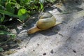 Small yellow snug on the ground Royalty Free Stock Photo