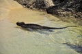 Marina Iguana swimming in the sea