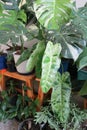 Marina Ruy Barbosa, Paraiso Verde or Philodendron paraiso verde or verdant paradise or Philodendron paraiso