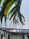 Marina sailboats dock