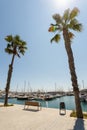 Marina with yachts in Alicante, Spain. Empty bench and palm trees, sunny day
