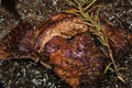 A large marbled beef steak is fried in a cast iron pan. Royalty Free Stock Photo