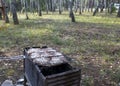 Marinated chicken, grilled meat in the forest. Picnic for the whole family outside the city. Camping Royalty Free Stock Photo