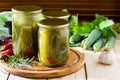 Marinated cucumbers gherkins. Marinated pickles with rosemary and chili Royalty Free Stock Photo