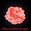 Marinated ginger slices illustration isolated