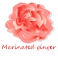 Marinated ginger slices illustration isolated