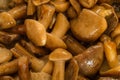 Marinated mushrooms. Mushrooms honey agaric cooked in marinade. Royalty Free Stock Photo