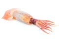 Marinated squid Royalty Free Stock Photo