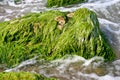 Marine algae Royalty Free Stock Photo