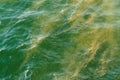 Green yellow water background, marine algae bloom Royalty Free Stock Photo