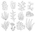 Marine algae, ocean seaweed and corals silhouettes. Underwater algae. Aquarium plants collection. Vector marine life