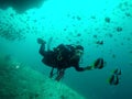 Marine Angel Fish swimming around Scuba Divers