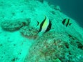 Marine Angel Fish swimming in the depth at Dish Head Dive Site, Maldives