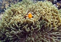 Marine animal Clownfish and sea anemones