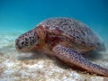 Marine animal Green Turtle Eating grass Royalty Free Stock Photo