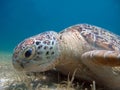 Marine animal Green Turtle Eating grass Royalty Free Stock Photo